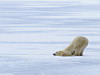 miniatura_Afternoon Nap Time copia